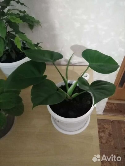 Комнатный цветок