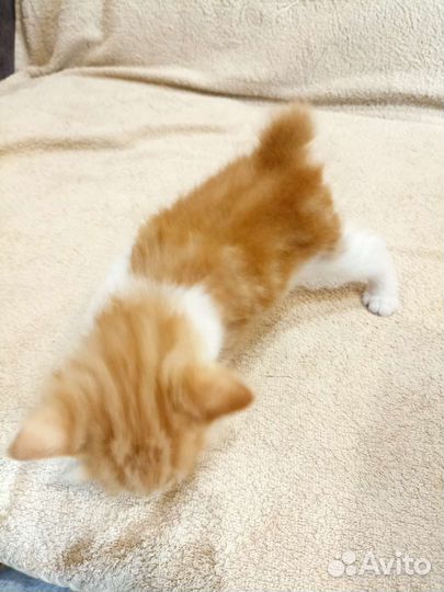 Курильский бобтейл