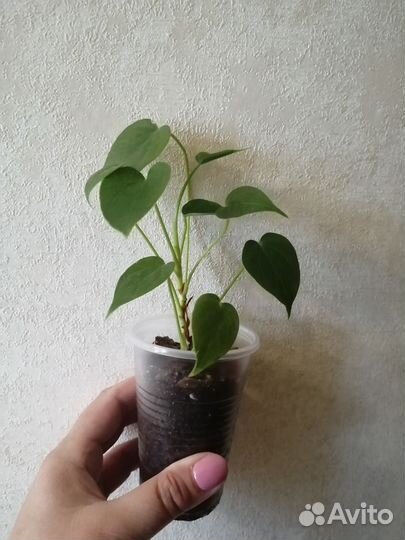 Антуриум белый