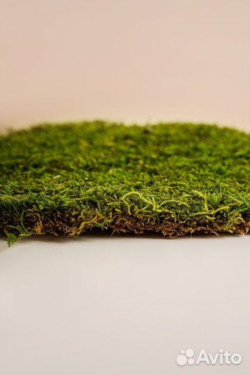 Плоский мох премиум