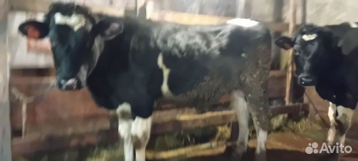 Быки на мясо