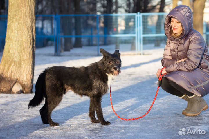 Бруно ищет дом