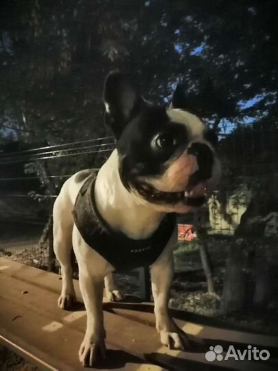 Французский бульдог кобель вязка