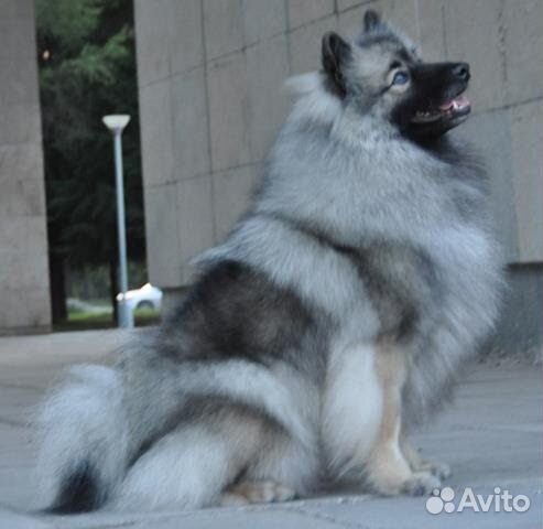 Кеесхонд (вольфшпиц)