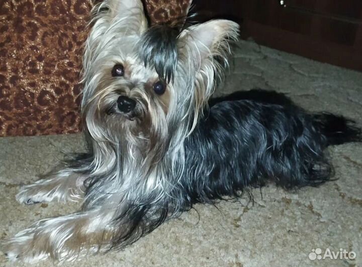 Вязка йорк мини