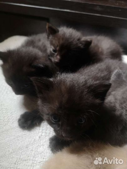 Котенок в дар бесплатно