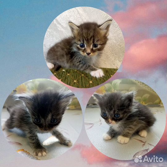 Котята в дар бесплатно