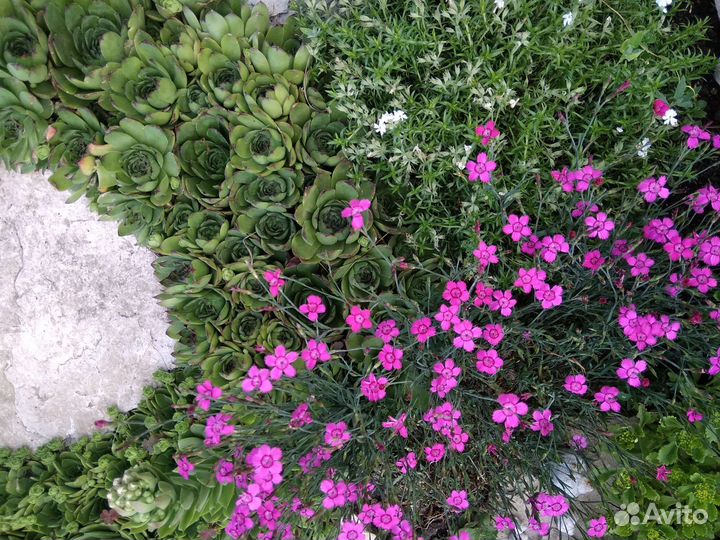 Многолетние цветы, луковичные