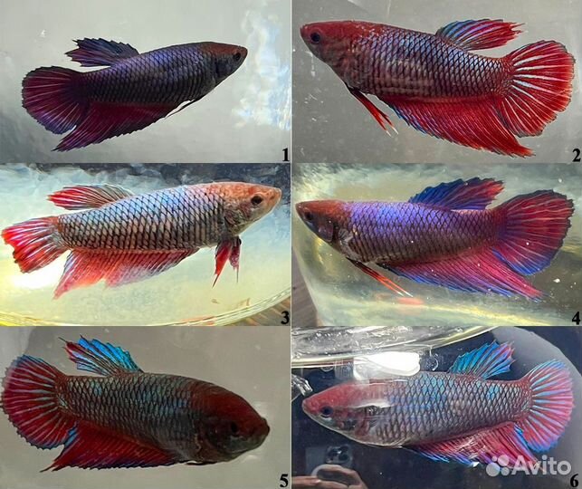 Рыбка Петушок в аквариуме