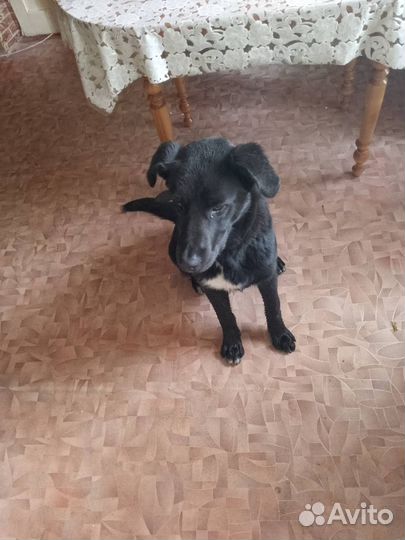 Собака в добрые руки отдам бесплатно