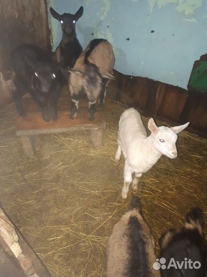 Козлята Чехи