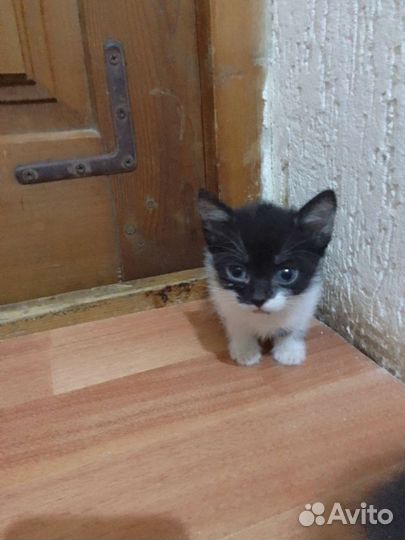 Раздаю котят необычной окраски бесплатно