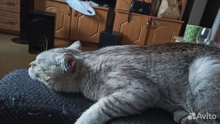 Шотландский кот вязка