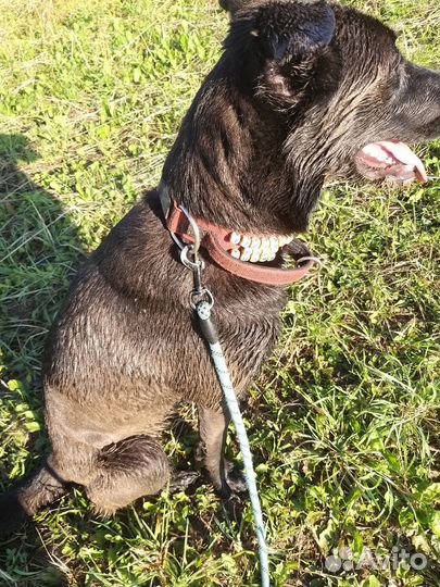 Погуляю с вашей собакой