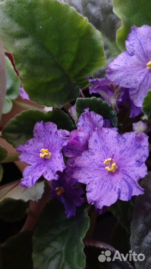 Фиалка ае Парад клоунов. Лист на срез