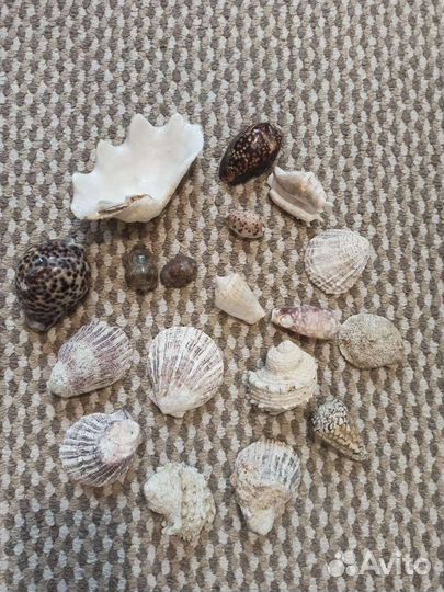 Морские ракушки. Лот 6