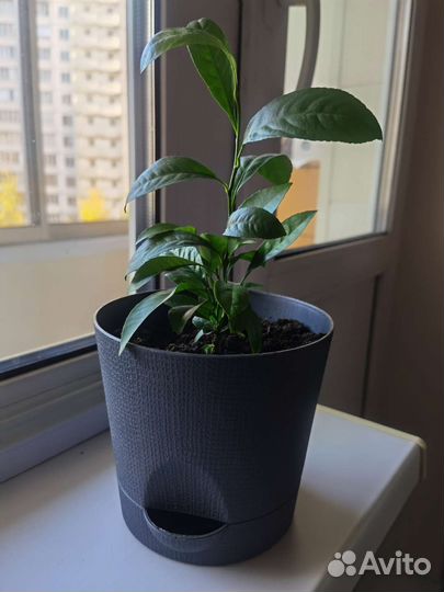 Апельсиновое дерево