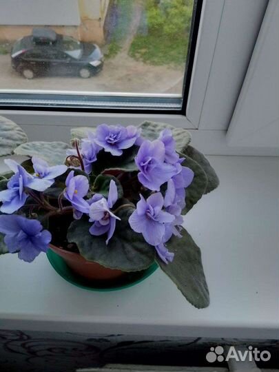 Фиалки продажа