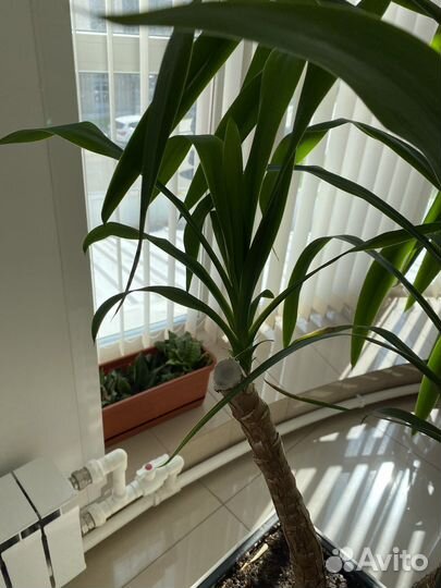 Пальма юкка в кашпо lechuza