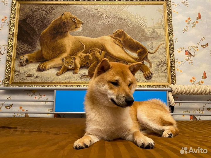 Вязка сиба ину кобель с хорошей родословной