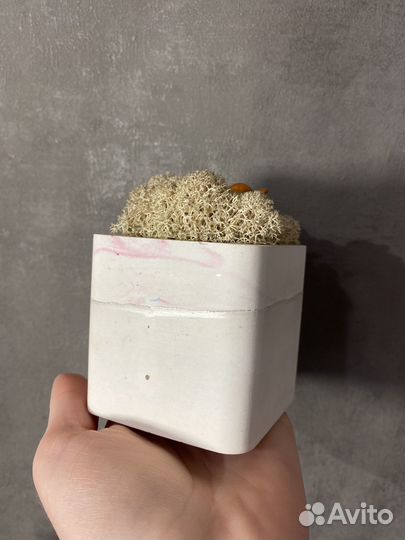 Стабилизированный мох в кашпо