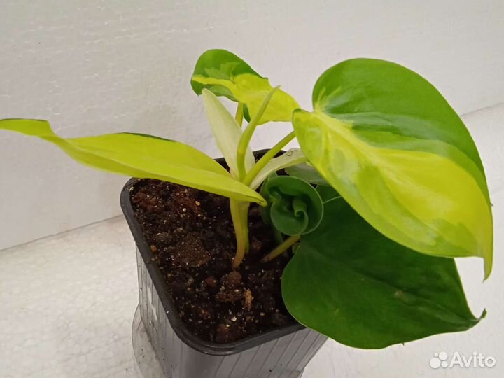 Филодендрон сканденс бразил