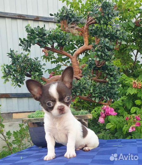 Супер мини Мальчики курносые Чихуахуа