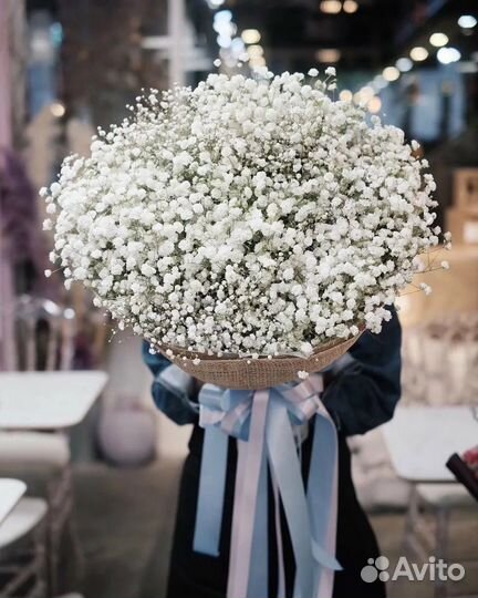 Гипсофила Доставка цветов гипсофил