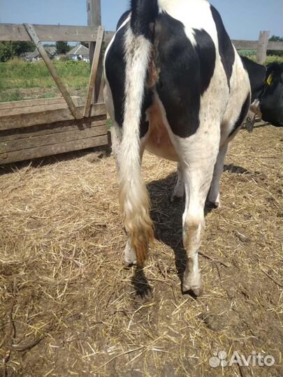 Корова молочная