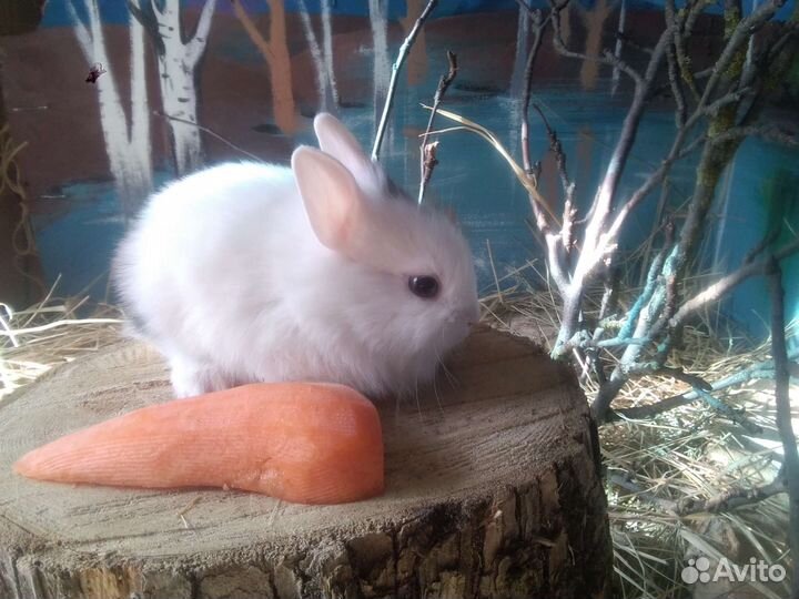 Карликовые крольчата