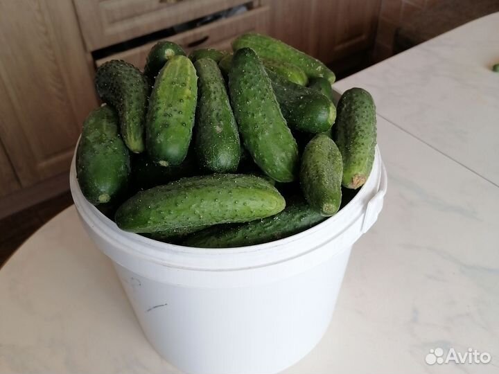 Облепиха ягоды