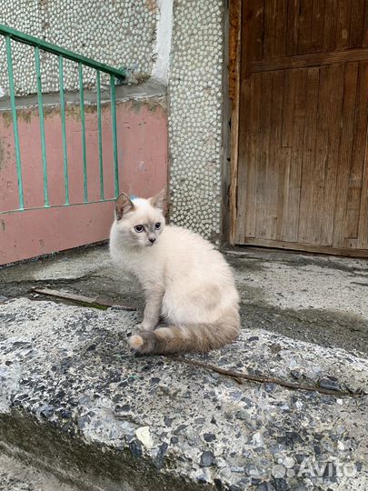 Сибирская кошка