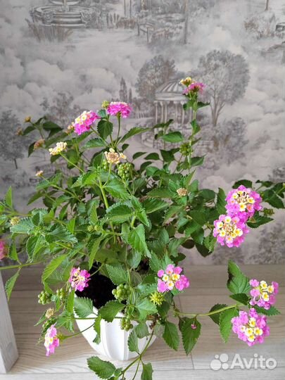 Нематантус золотая рыбка. Лантана камаро