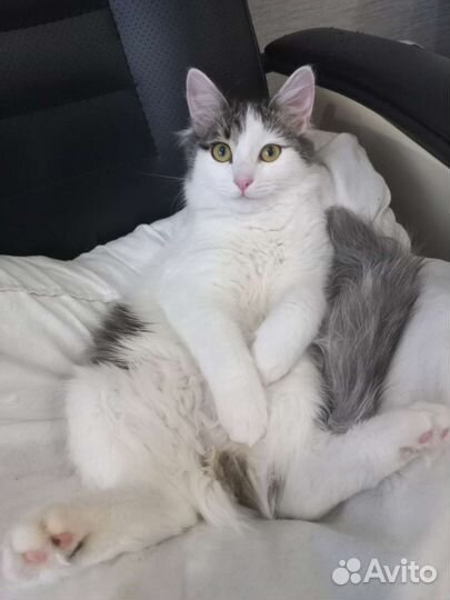 Ищем котика для вязки