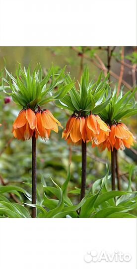 Рябчик императорский