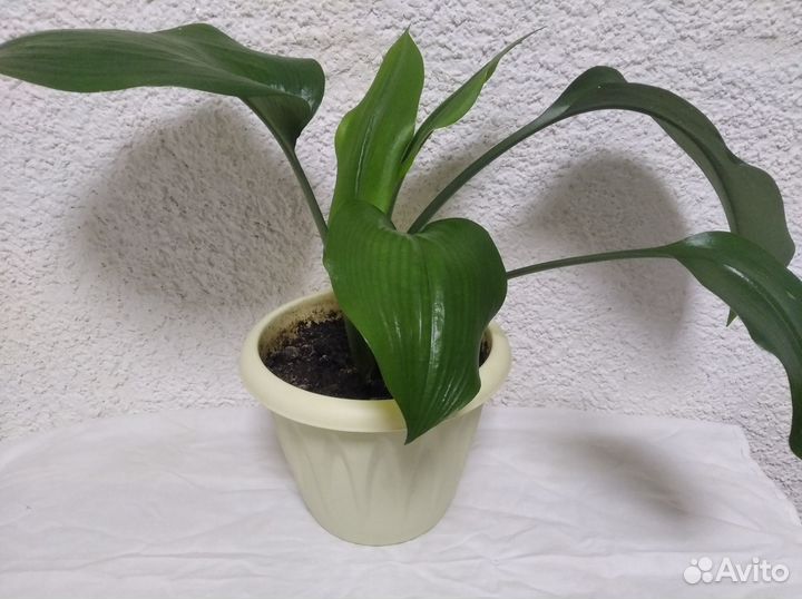 Комнатные цветы Эухарис