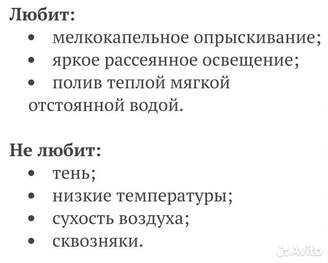 Эсхинантус 