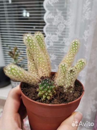 Кактусы и суккуленты