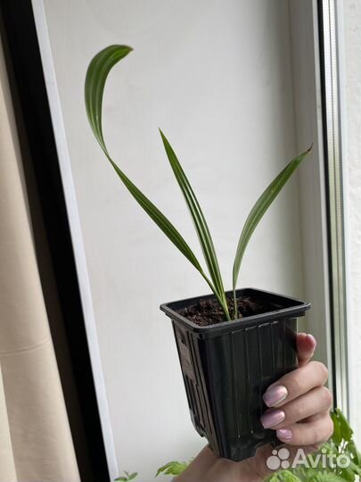 Финиковая пальма