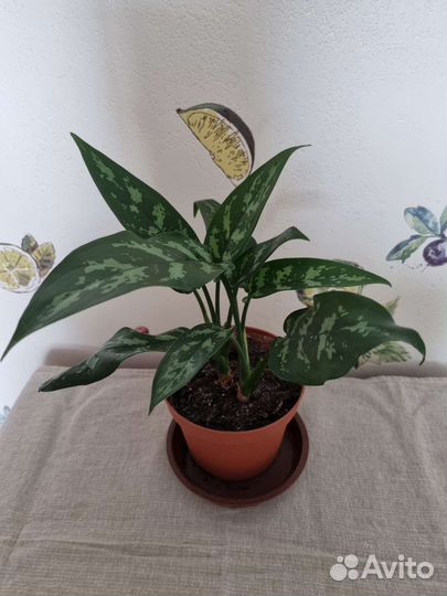 Комнатные цветы, Норильск