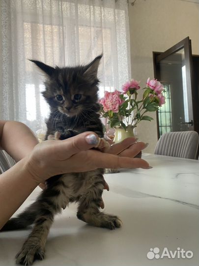 Котята Мейн-кун