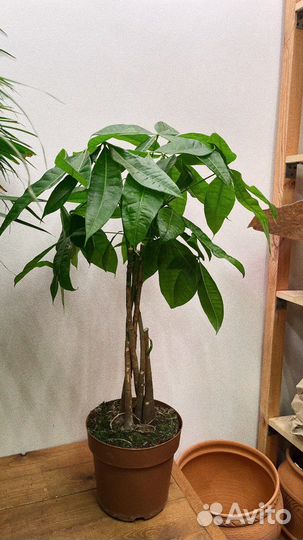 Пальма пахира