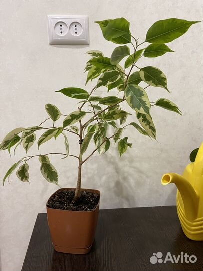 Фикус бенджамина