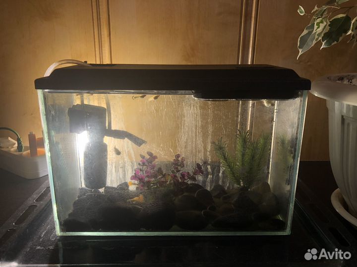 Аквариум