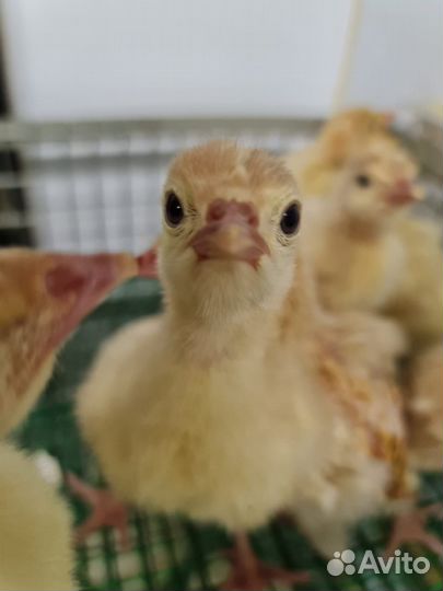 Инкубационное яйцо индейки опт