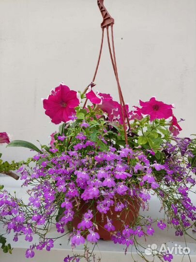 Кашпо и черенки бегонии ампельной, колеуса, батата