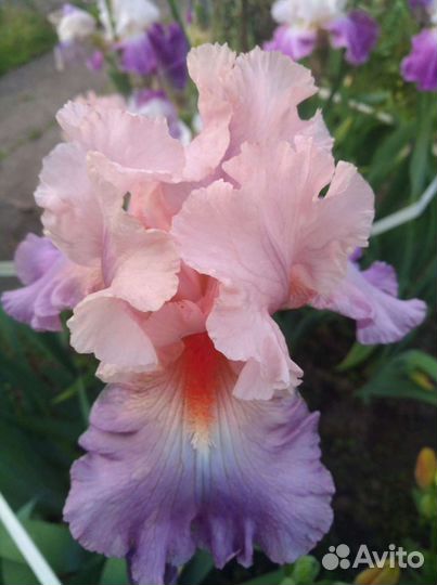 Ирис сортовой