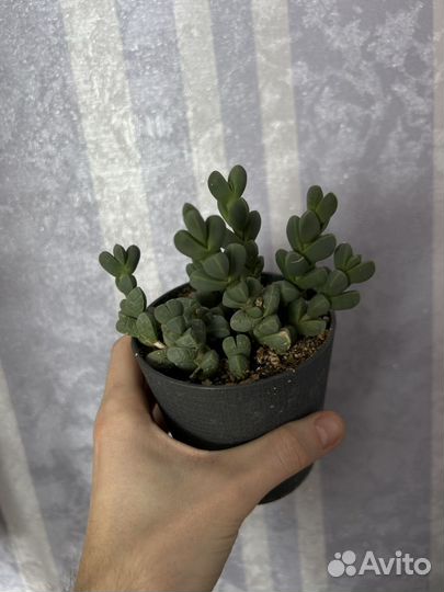 Суккуленты