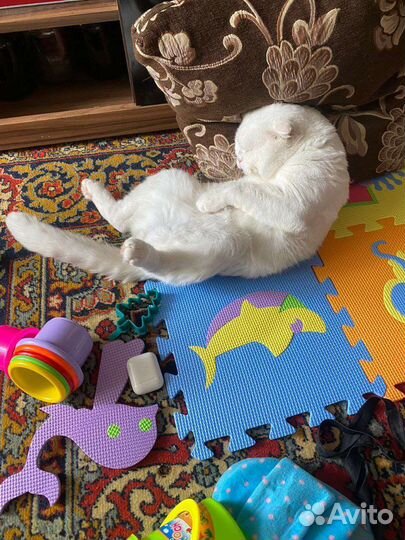 Шотландский -Вислоухий кот.Вязка