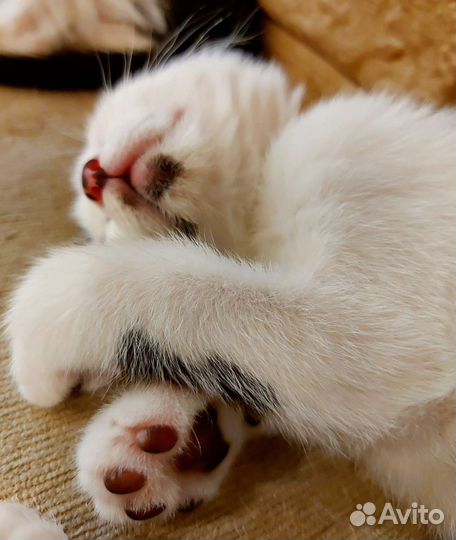 Котята 2 месяца